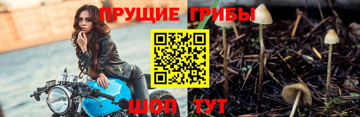 Псилоцибиновые грибы Psilocybe  Вход с VPN  Прокопьевск 